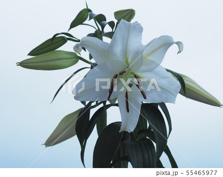 カサブランカ カサブランカ 55465977