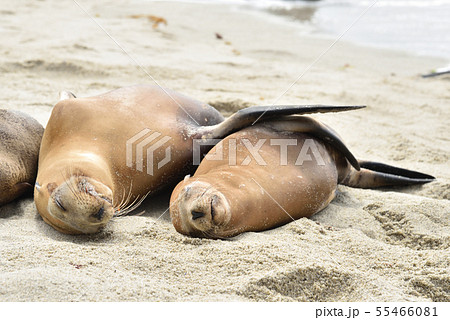 ラホヤビーチ、サンディエゴ ラホヤビーチ、サンディエゴ 55466081