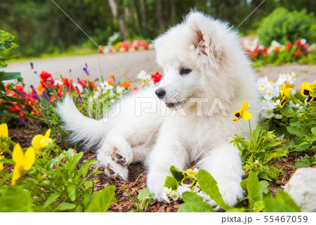 Funny Samoyed puppy dog in the garden on the green grass with flowers Funny Samoyed puppy dog in the garden on the green grass with flowers 55467059