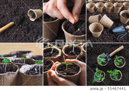 Collage from planting seeds in the spring 55467441