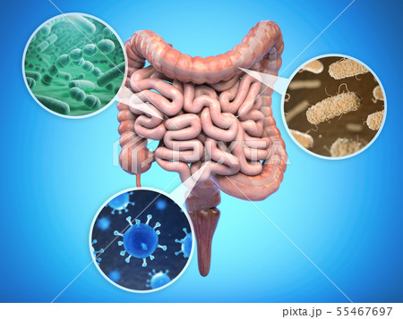Bacteries of human intestine, Intestinal flora gut 55467697