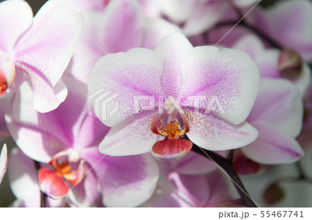 orchid. tender lilac and white orchid flower. orchid. tender lilac and white orchid flower. 55467741
