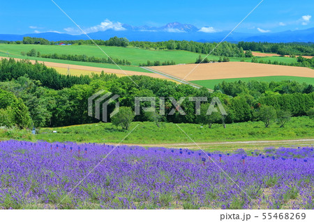 【北海道】十勝連峰と深山峠ラベンダーオーナー園 【北海道】十勝連峰と深山峠ラベンダーオーナー園 55468269