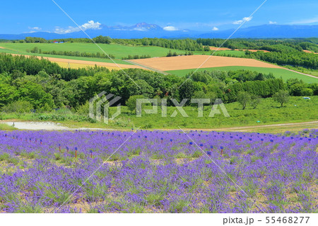 【北海道】十勝連峰と深山峠ラベンダーオーナー園　 55468277