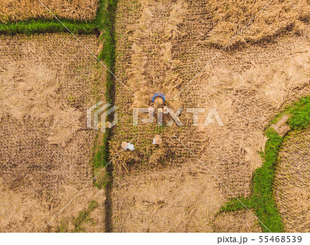 The Farmer planting on the organic paddy rice farmland 55468539