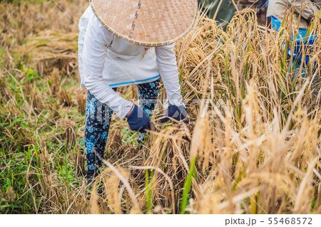 Indonesian farmer man sifting rice in the fields of Ubud, Bali. A common practice done in rural Indonesian farmer man sifting rice in the fields of Ubud, Bali. A common practice done in rural 55468572