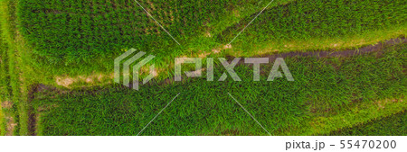 Rice Terrace Aerial Shot. Image of beautiful terrace rice field BANNER, LONG FORMAT Rice Terrace Aerial Shot. Image of beautiful terrace rice field BANNER, LONG FORMAT 55470200