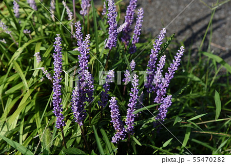 ヤブラン（藪蘭） 55470282