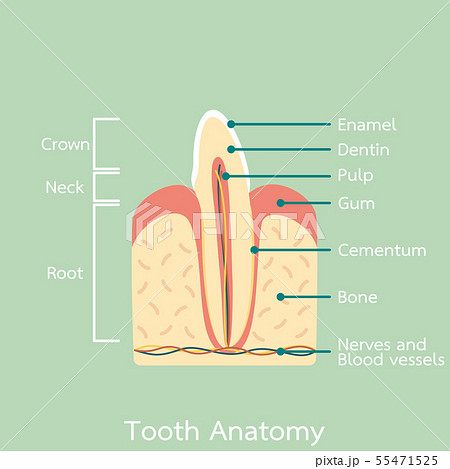 side view of incisor tooth anatomy structure side view of incisor tooth anatomy structure 55471525