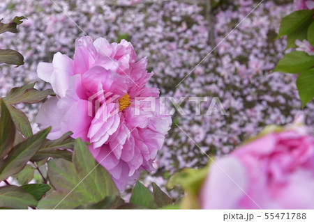 本満寺　牡丹 55471788