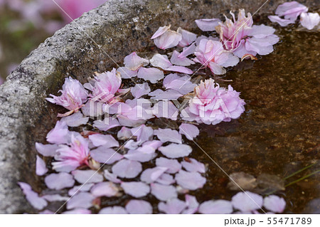 本満寺 八重桜 本満寺 八重桜 55471789