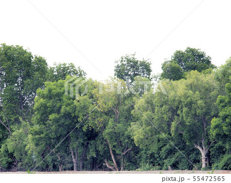 Green trees Green trees 55472565