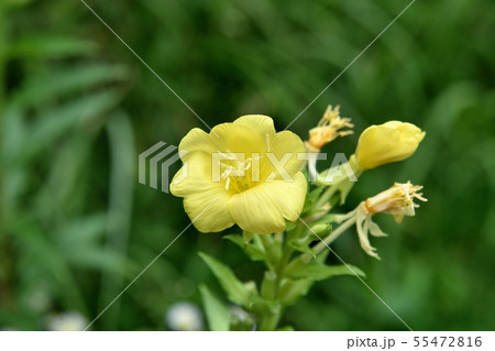 マツヨイグサの花 55472816