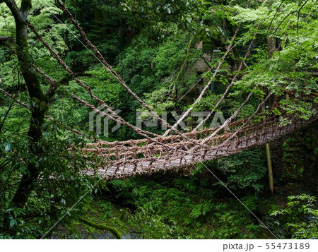 夏の祖谷かずら橋 55473189