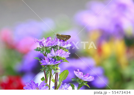 花畑での蜜を吸うセセリ 花畑での蜜を吸うセセリ 55473434