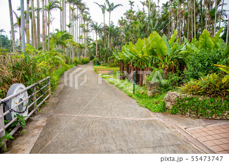 沖縄 東南植物楽園 園内の歩道 沖縄 東南植物楽園 園内の歩道 55473747