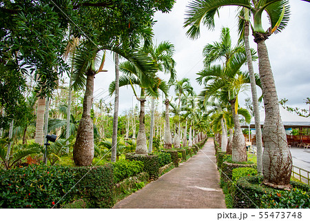 沖縄 東南植物楽園 トックリヤシ並木 沖縄 東南植物楽園 トックリヤシ並木 55473748