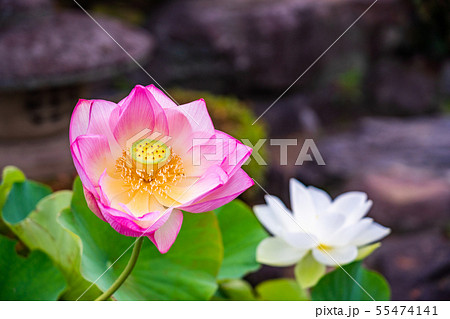 はすの花 55474141