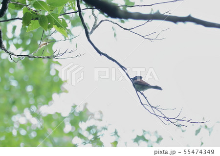 サンコウチョウ 55474349