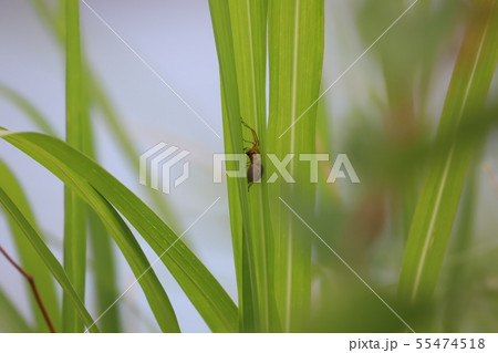カバキコマチグモ カバキコマチグモ 55474518