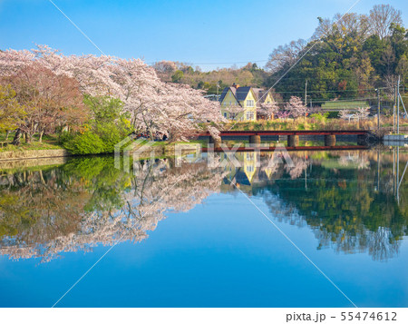 春の水鏡 55474612