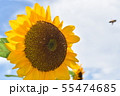 ひまわり 55474685
