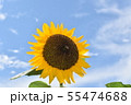 ひまわり 55474688