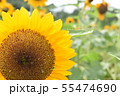 ひまわり 55474690