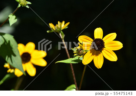 ルドベキア・タカオ 55475143