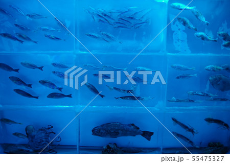 気仙沼市 氷の水族館の彫刻 気仙沼市 氷の水族館の彫刻 55475327
