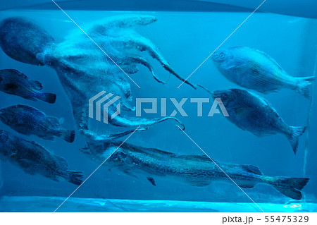 気仙沼市 氷の水族館の彫刻 気仙沼市 氷の水族館の彫刻 55475329
