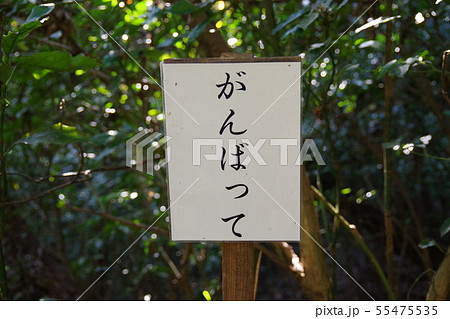 淡島神社の参道より 淡島神社の参道より 55475535