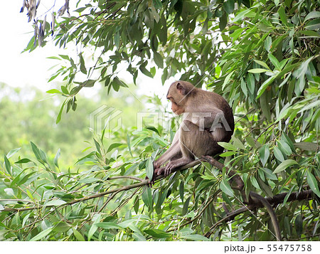 macaque monkey sitting on a tree in its natural macaque monkey sitting on a tree in its natural 55475758