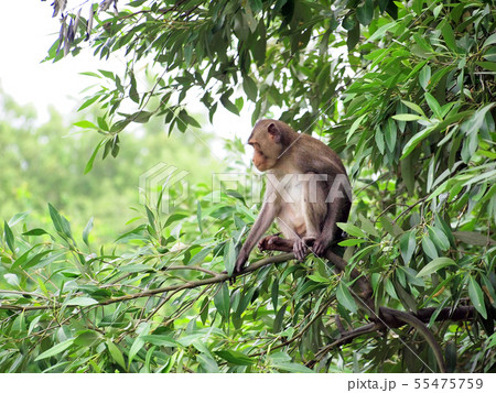 macaque monkey sitting on a tree in its natural 55475759