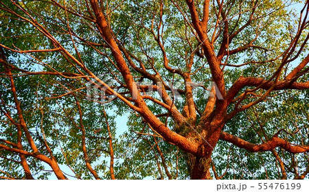 Under the tree　木陰　樹木を下から見上げた様子 55476199