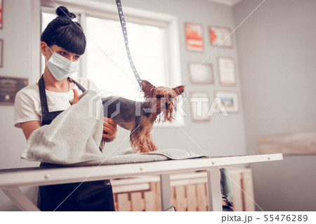 Woman wearing mask and apron drying cute dog after washing 55476289