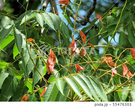 ニワウルシの実／立川’ 55476303