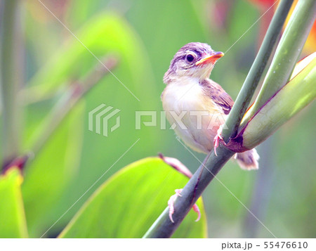 Close up view of nice little bird 55476610