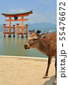 宮島厳島神社の鹿 55476672