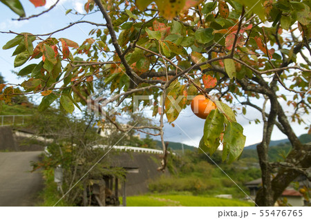 柿の木のある田舎の夕暮れ	 55476765