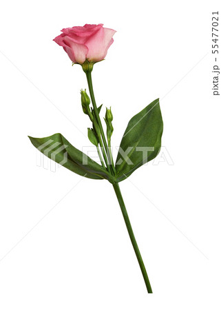 Pink eustoma flower and buds 55477021