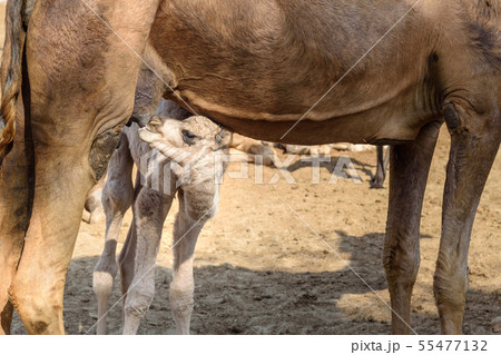 Baby Camel sucks milk from Mother  55477132