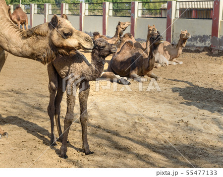 Baby Camel with Mother in National Research Centre 55477133