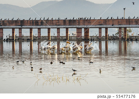 Migratory Pelican Birds, Cormorants and Egrets on 55477176