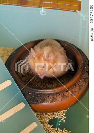 syrian hamster in cage syrian hamster in cage 55477500