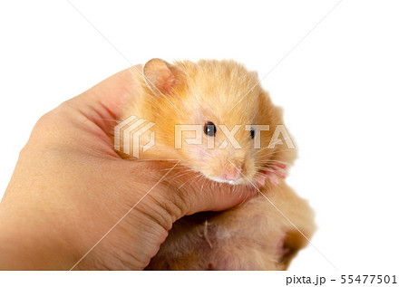syrian hamster isolated on white 55477501