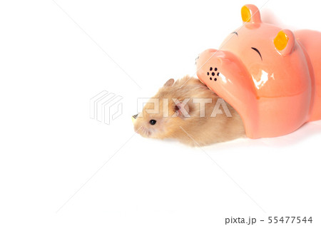 syrian hamster isolated on white 55477544