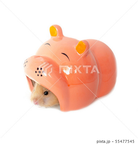 syrian hamster isolated on white 55477545