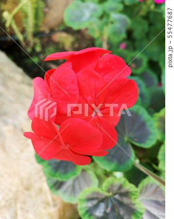 Garden geranium or pelargonium hortorum Garden geranium or pelargonium hortorum 55477687