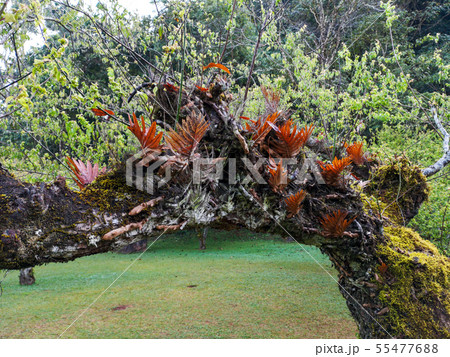 old branches have the fern old branches have the fern 55477688